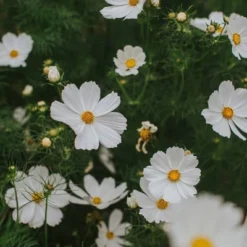 Hello Twiggs Cosmos Shower Curtain White White - Deny Designs 7 Hello Twiggs Cosmos Shower Curtain White White - Deny Designs -Deny Designs Shop GUEST 2e944509 0c23 4b21 ba07 70b3db7373a0